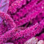 Amarant_shutterstock_493463977_EL_WB