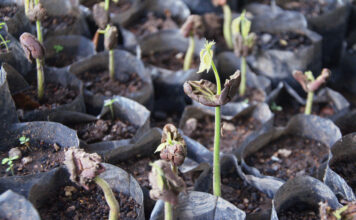 Earth Month 2026 – Stärke durch Gemeinschaft. Tea Tree spendet Bäume!